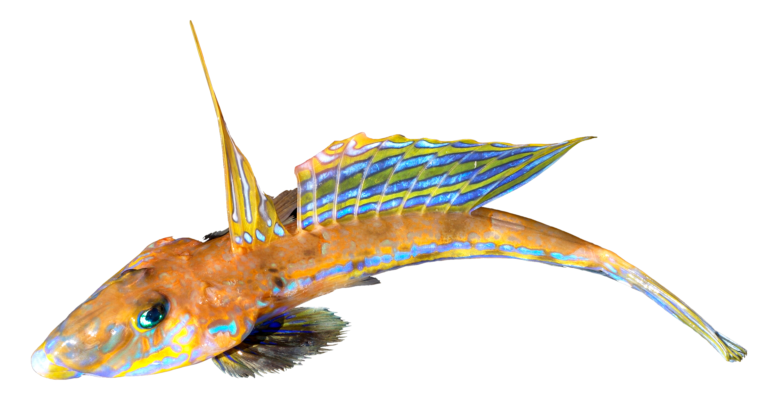 Dragoncillo Común