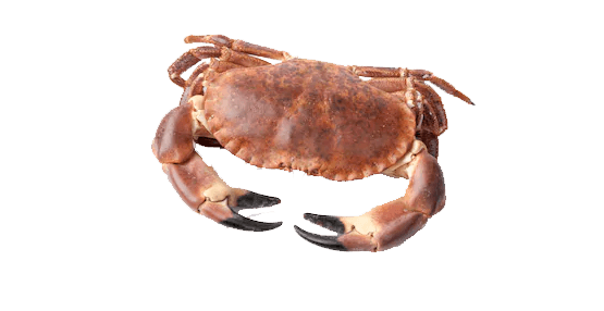 Buey de Mar