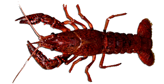 Cangrejus rius