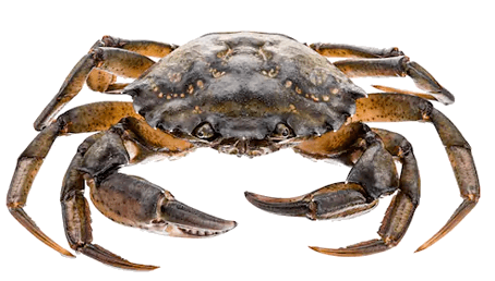 Cangrejus