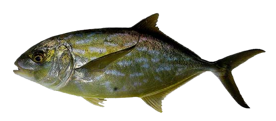 Cojinuda amarilla