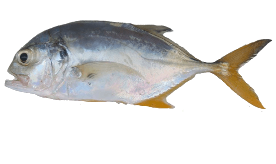 Jurel negro, Cojinúa negra