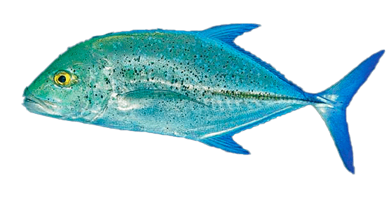 Jurel Azul