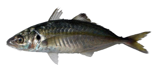 Jurela
