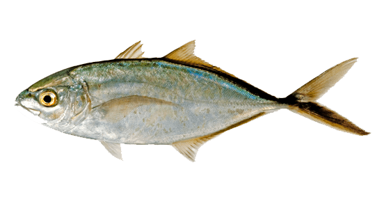 Carbonero