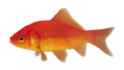 Carpín