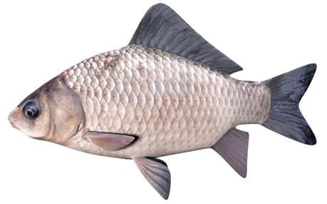 Carpín