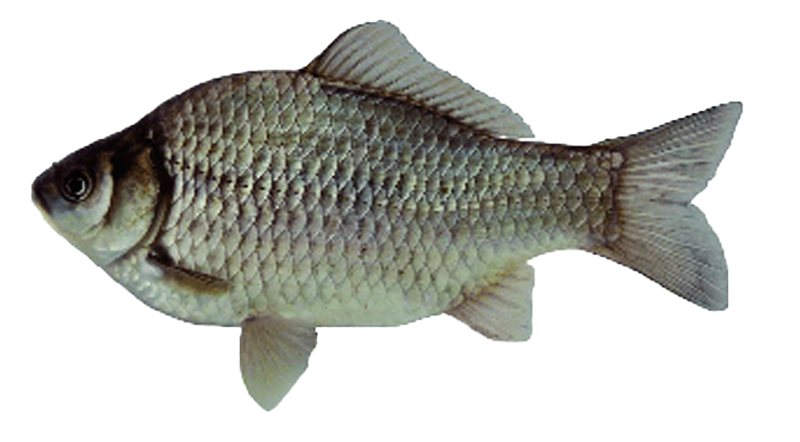 Carpa Japonesa
