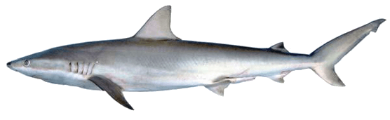 Tiburón canguay