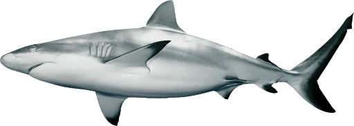 Tiburón Gris