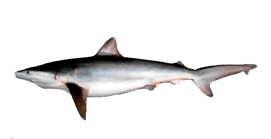 Tiburón Cobrizo