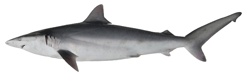 Tiburón curro