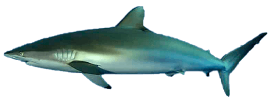 Tiburón piloto