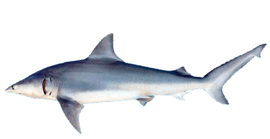 Tiburón dentiliso