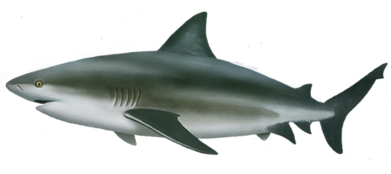 Tiburón Toro