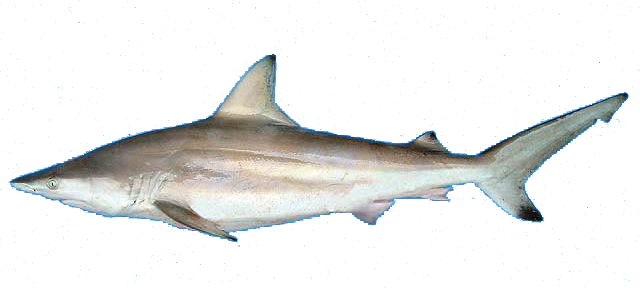 Tiburón volador