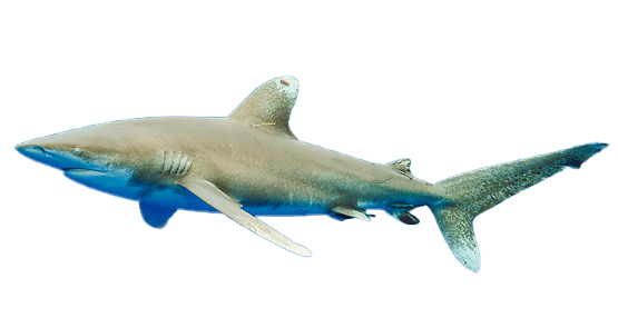 Tiburón oceánico