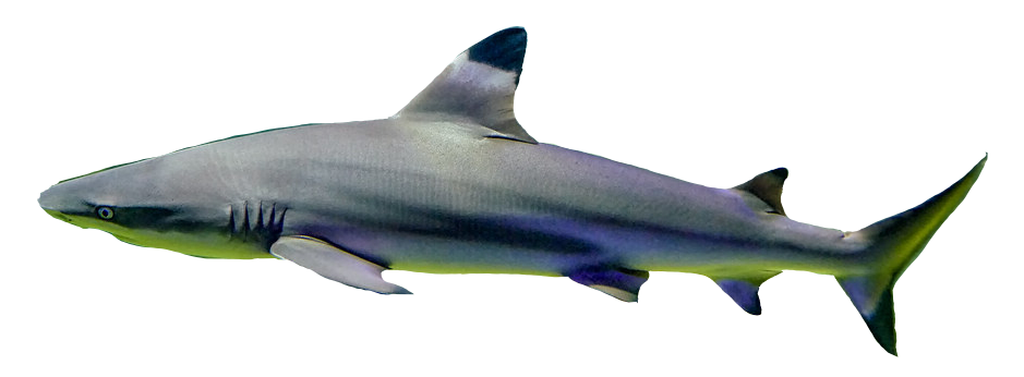 Tiburón Punta Negra