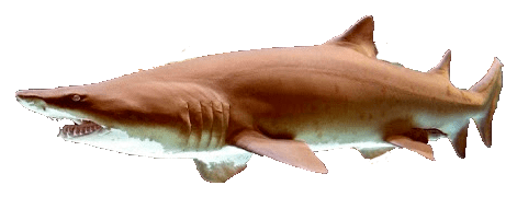 Tiburón de Arena