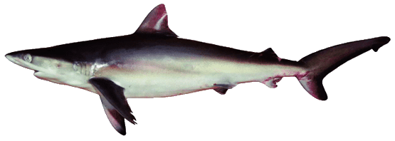 Tiburón Arenero