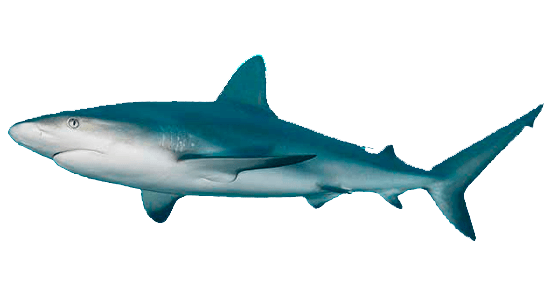 Tiburón de Arrecife del Caribe