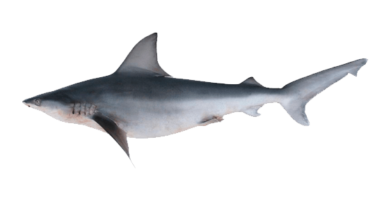 Tiburón aleta de cartón