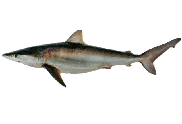 Tiburón nocturno
