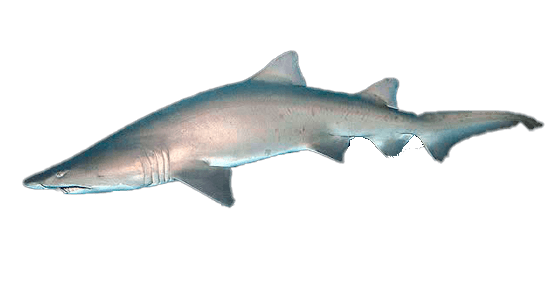 Tiburón Tigre de Arena