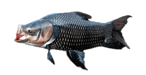 Carpa Gigante del Mekong