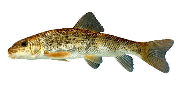 Chupón Blanco