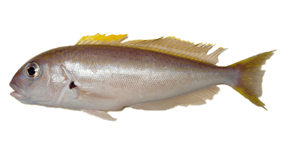 Peje Blanco