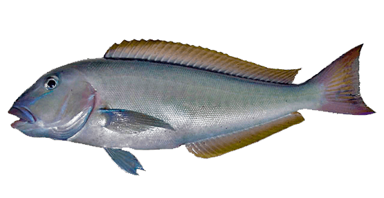 Blanquillo lucio