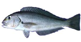 Pejeblanco