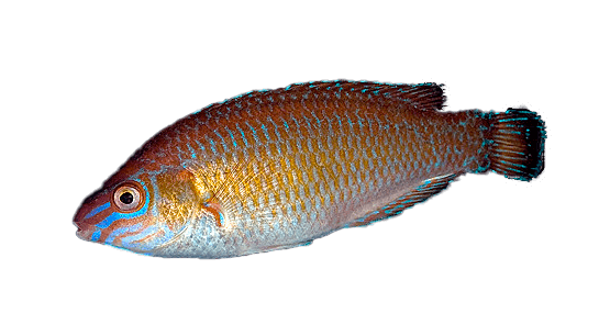 Farro