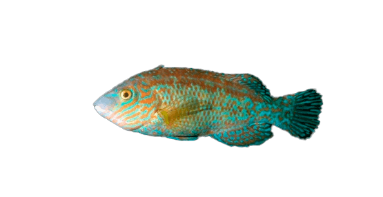 Romero