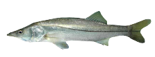 Róbalo