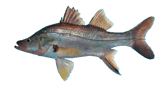 Robalo espina larga