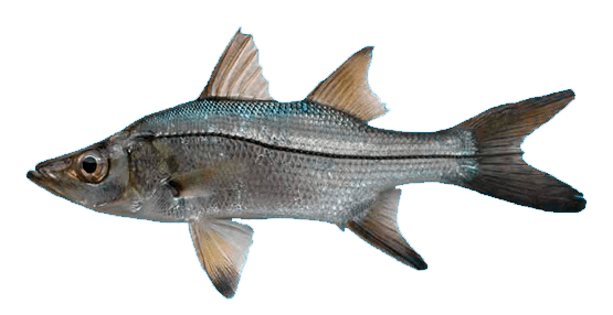 Robalo Aleta Prieta