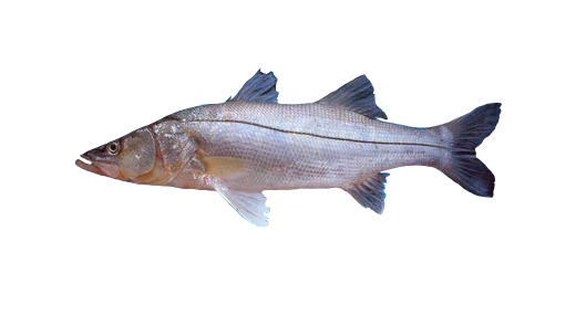 Robalo prieto