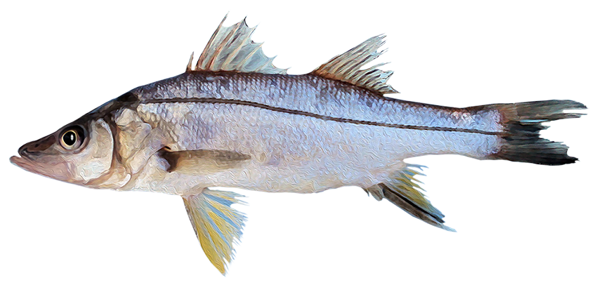 Robalo prieto