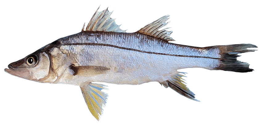 Robalo Aleta Amarilla