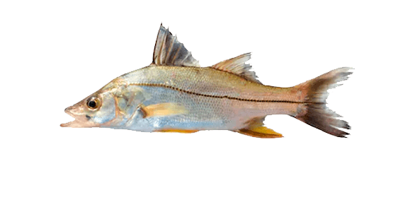 Róbalo Común