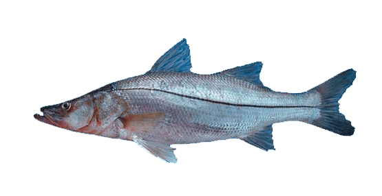 Robalo plateado