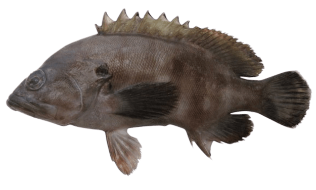 Bacalao de Banda Marrón