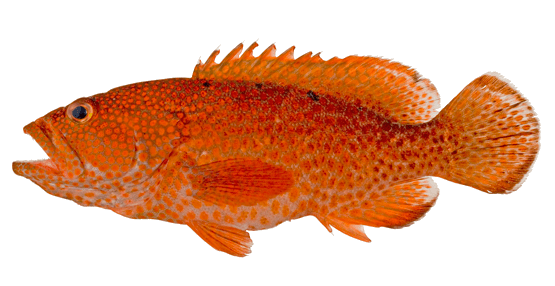 Cabrilla Roja