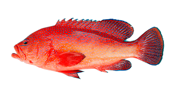 Cherna Colorada