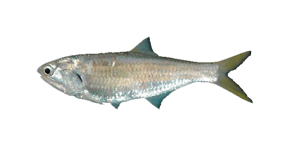 Anchoveta rabo amarillo