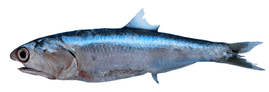 Anchoveta Anchoveta, Anchoveta bocona