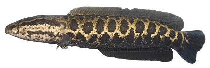 Cabeza de Serpiente del Norte