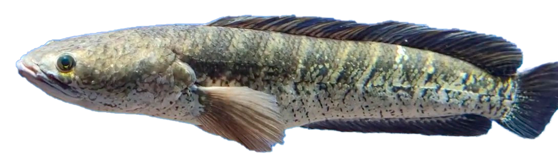 Cabeza Serpiente a Rayas